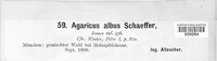 Agaricus albus image